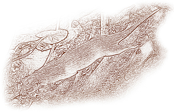 North American River Otter