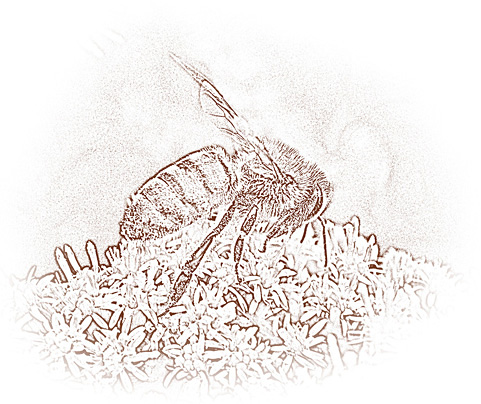 Honey Bee